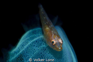 Goby on tunicate by Volker Lonz 